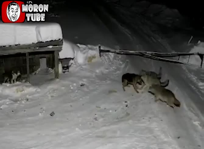 Video :A guard dog is attacked and killed by wolves